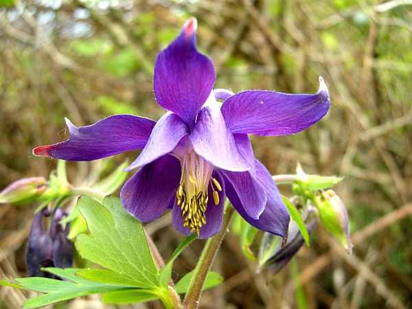 Aquilegia vulgaris / Aquilegia comune